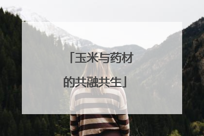 玉米与药材的共融共生