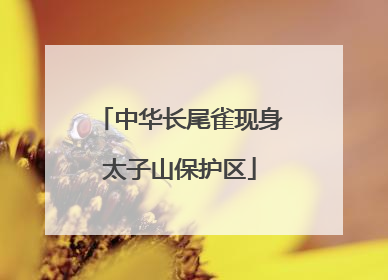 中华长尾雀现身太子山保护区