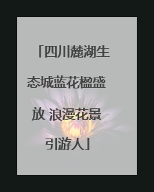 四川麓湖生态城蓝花楹盛放 浪漫花景引游人