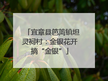 宜章县笆篱镇坦灵祠村：金银花开摘“金银”