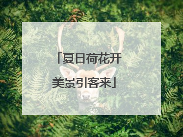 夏日荷花开 美景引客来