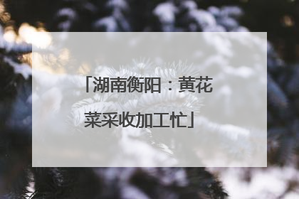 湖南衡阳：黄花菜采收加工忙