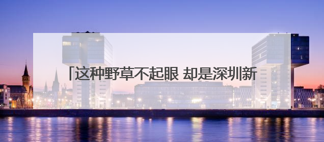 这种野草不起眼 却是深圳新物种 密穗砖子苗现身光明，近年来深圳物种名录不断刷新