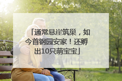 通常悬崖筑巢，如今首钢园安家！还孵出10只萌宝宝