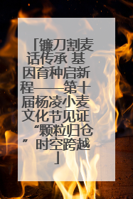 镰刀割麦话传承 基因育种启新程——第十届杨凌小麦文化节见证“颗粒归仓”时空跨越