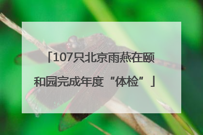 107只北京雨燕在颐和园完成年度“体检”